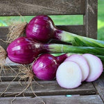 Red Bull Onion Seeds – Large Red Bulb with Conventional & Pelletized Options - Dharaseeds
