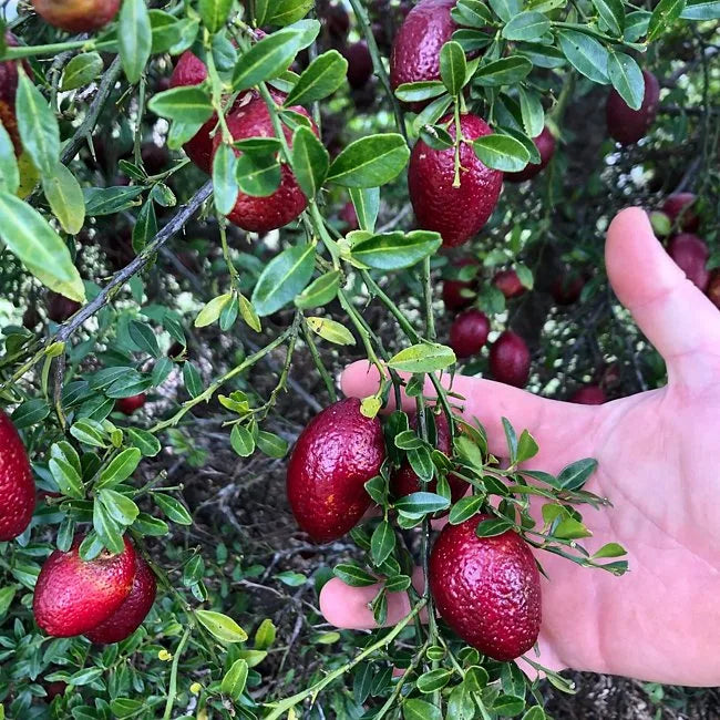 Blood Lime Seeds (Citrus × australasica)