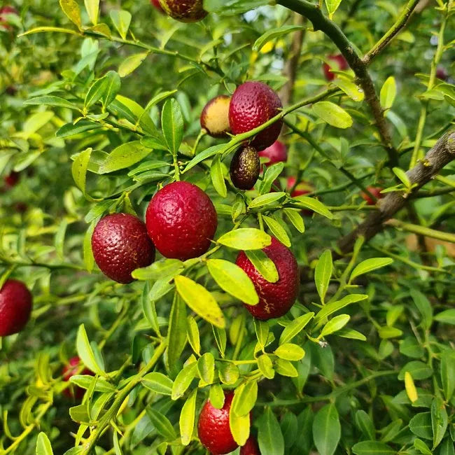 Blood Lime Seeds (Citrus × australasica)