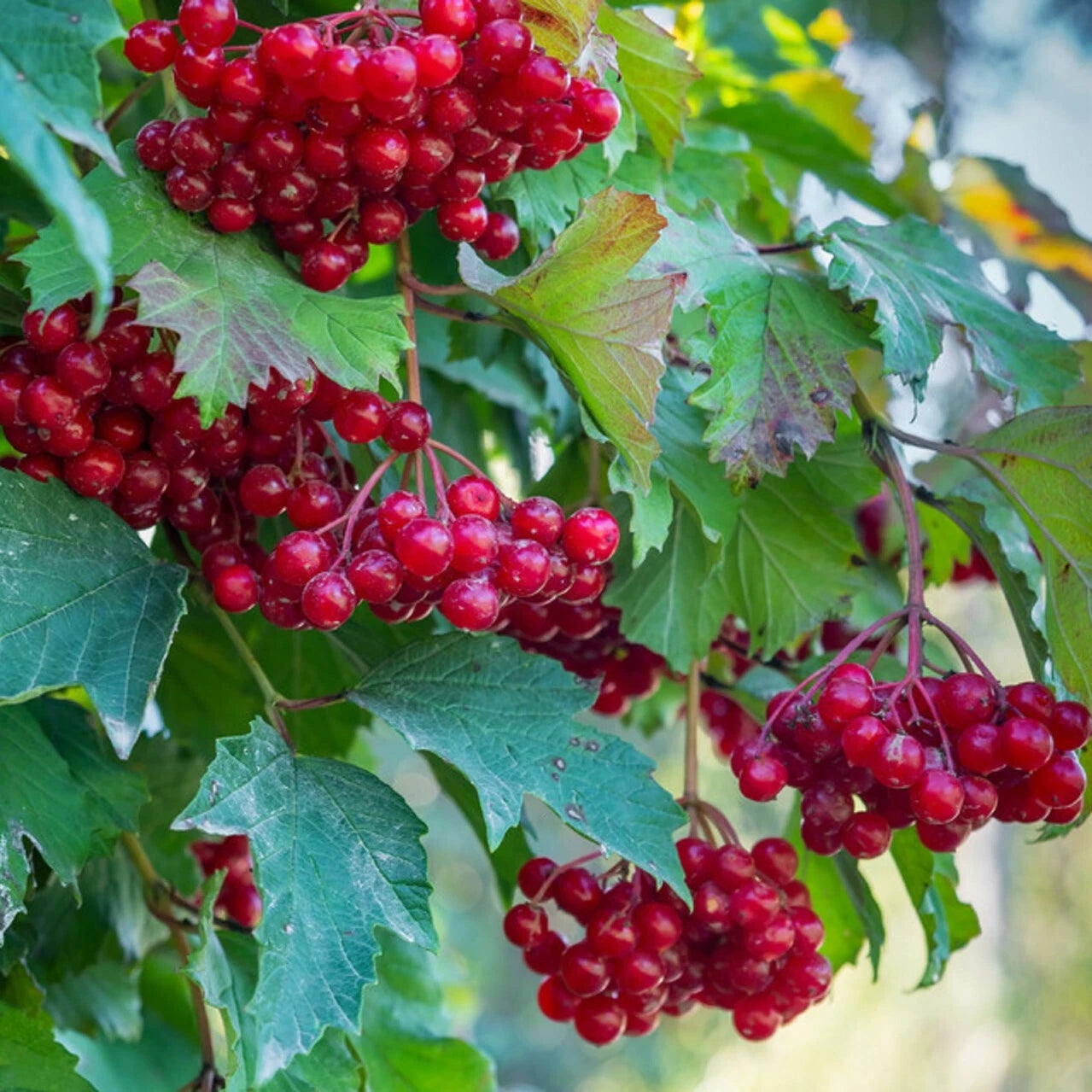 Red elderberry wild shrub seeds hardy perennial seeds