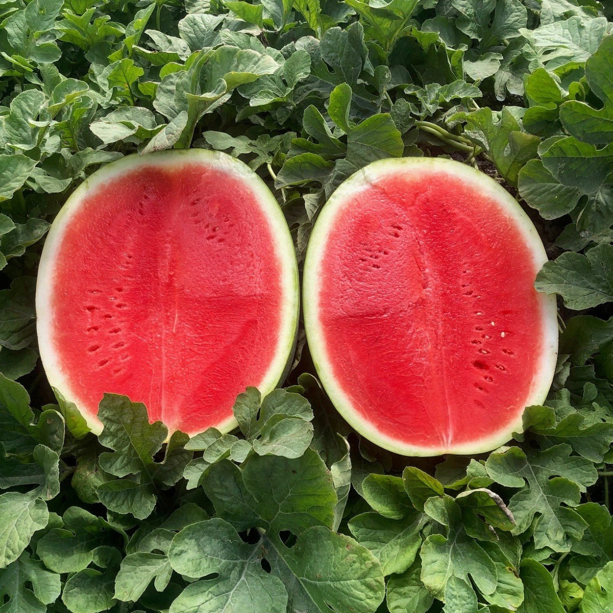 Red flesh watermelon seeds hybrid garden variety