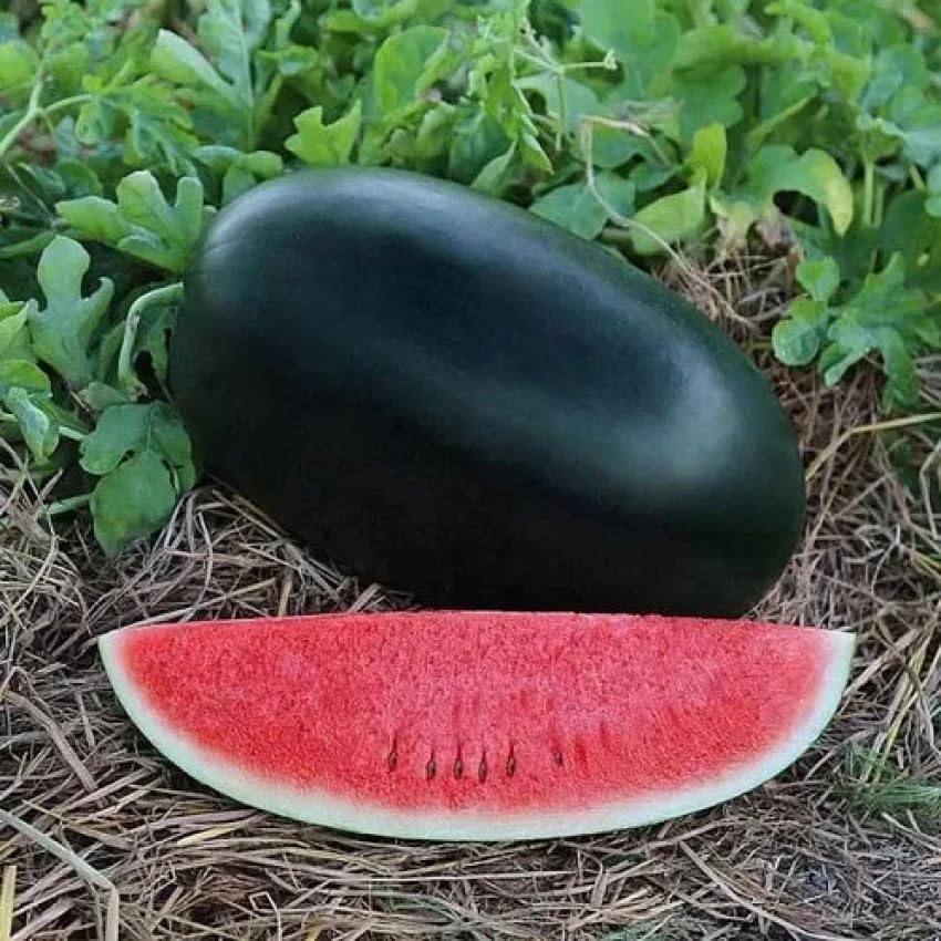 Red flesh watermelon seeds hybrid garden variety