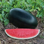 Red flesh watermelon seeds hybrid garden variety