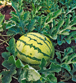 Red flesh watermelon seeds for warm climate gardens