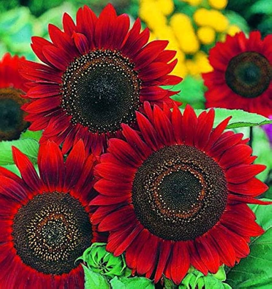 Red Fortune Sunflower Seeds – Bold Red - Petaled Sunflowers for Sunny Borders - Dharaseeds