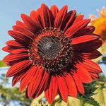 Red Fortune Sunflower Seeds – Bold Red - Petaled Sunflowers for Sunny Borders - Dharaseeds