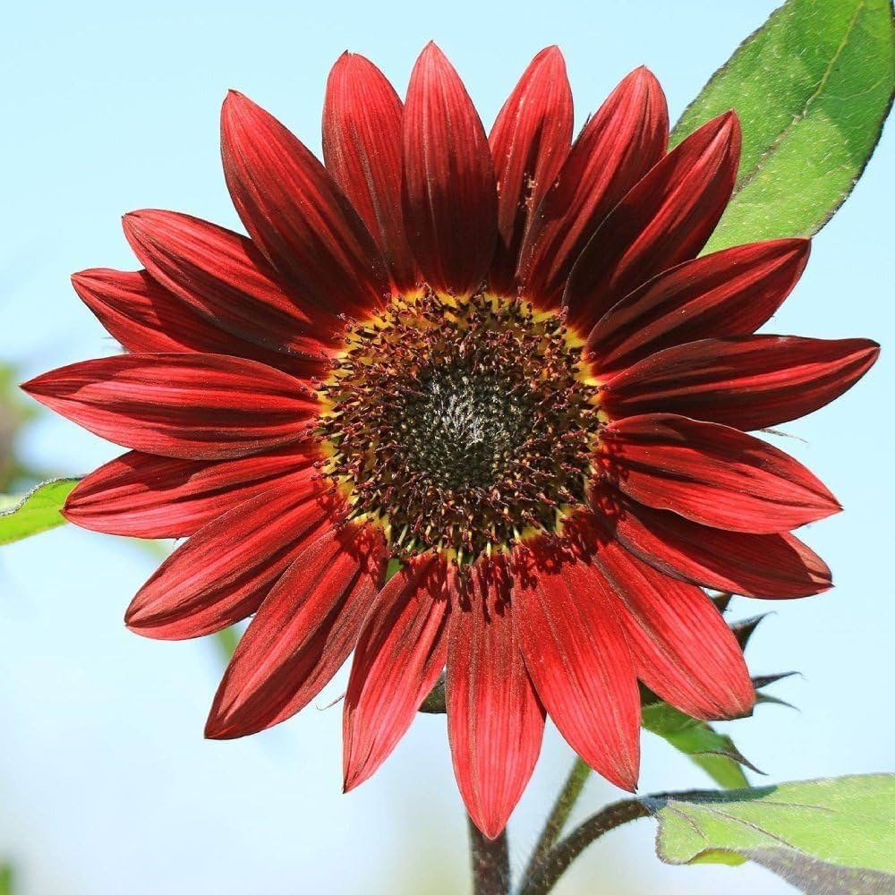 Red Fortune Sunflower Seeds – Bold Red - Petaled Sunflowers for Sunny Borders - Dharaseeds