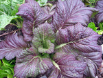 High germination Red Giant Mustard Greens Seeds for backyard gardening