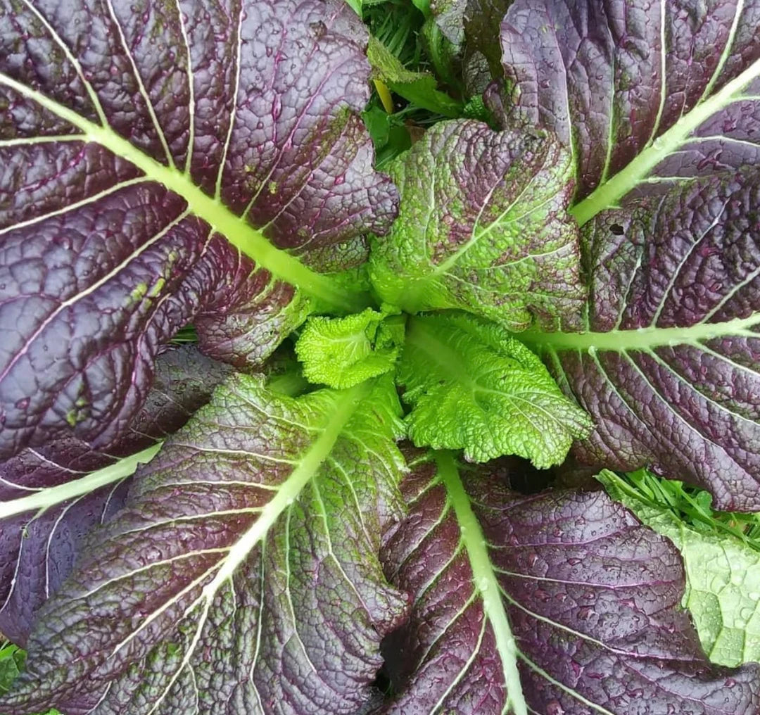 Red Giant Mustard Greens Seeds organic heirloom Non-GMO for home garden