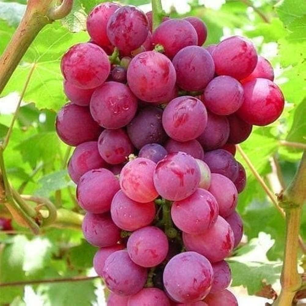 Red Grape vine seeds non GMO for planting in full sun