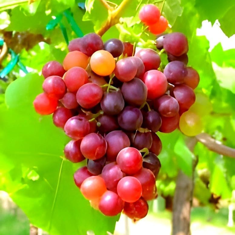 Red Grape Fruit seeds with high germination rate