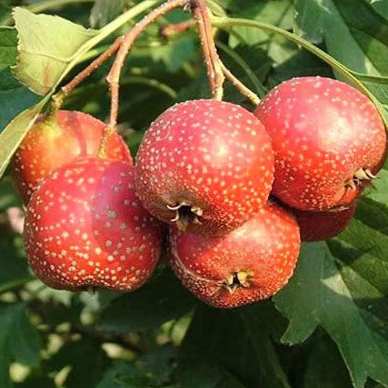 Red Hawthorn seedlings germination from high quality seeds