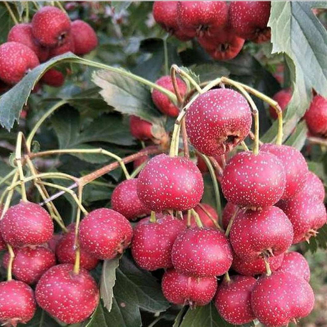 Red Hawthorn seeds hardy tree seeds planting guide