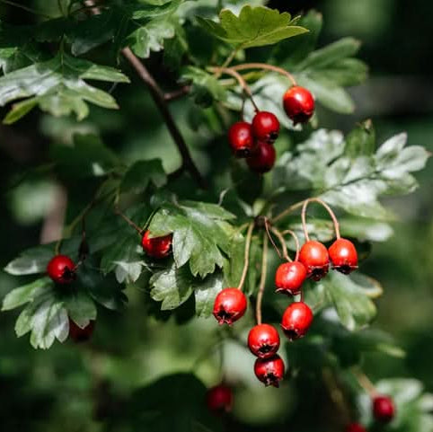 Mature Red Hawthorn tree grown from seeds