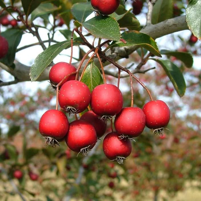 Red Hawthorn tree seeds for planting hardy non GMO heirloom variety