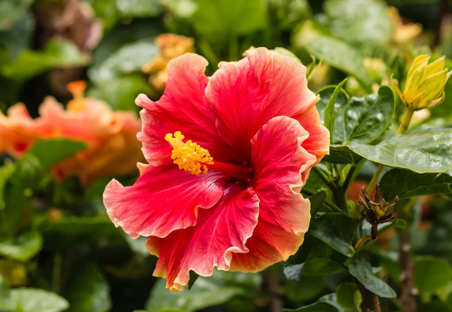 Red Orange Purple Hibiscus Flower Seeds Giant Exotic Variety for Vibrant Flower Beds
