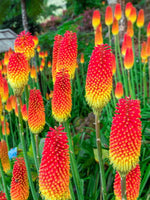Red Hot Poker Plant Seeds for Planting, Fresh, 100 Pcs - Dharaseeds