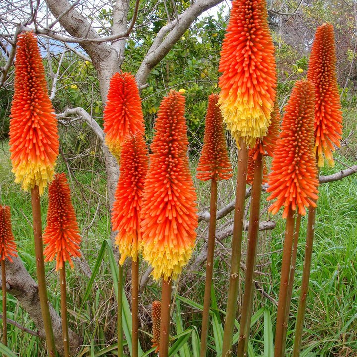 Red Hot Poker Plant Seeds for Planting, Fresh, 100 Pcs - Dharaseeds