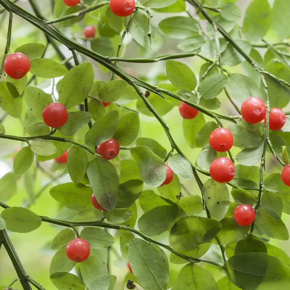 Red huckleberry seeds Vaccinium parvifolium for planting in home garden