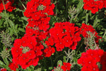 Red Hydrangea Verbena Flower Seeds - Dharaseeds