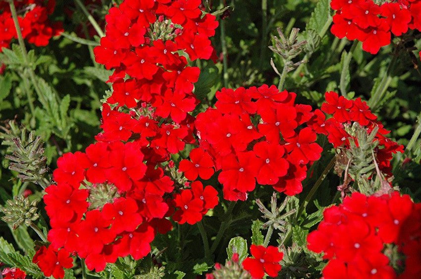 Red Hydrangea Verbena Flower Seeds - Dharaseeds