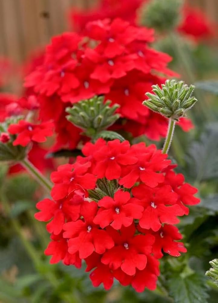 Red Hydrangea Verbena Flower Seeds - Dharaseeds
