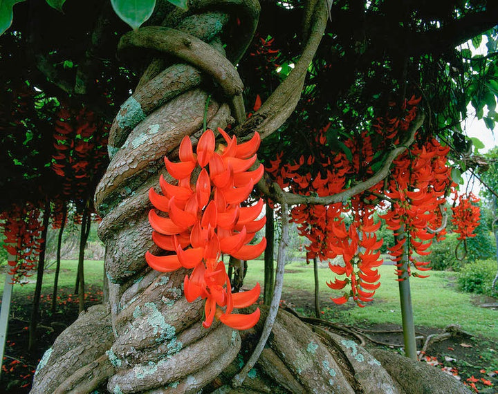 Red Jade Vine (Mucuna Bennettii) Flower Seeds for Planting