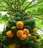 Red Lady Papaya seeds for tropical gardening high germination