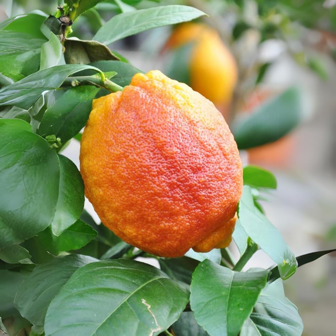 Red Lemon fruit seeds high germination citrus seeds
