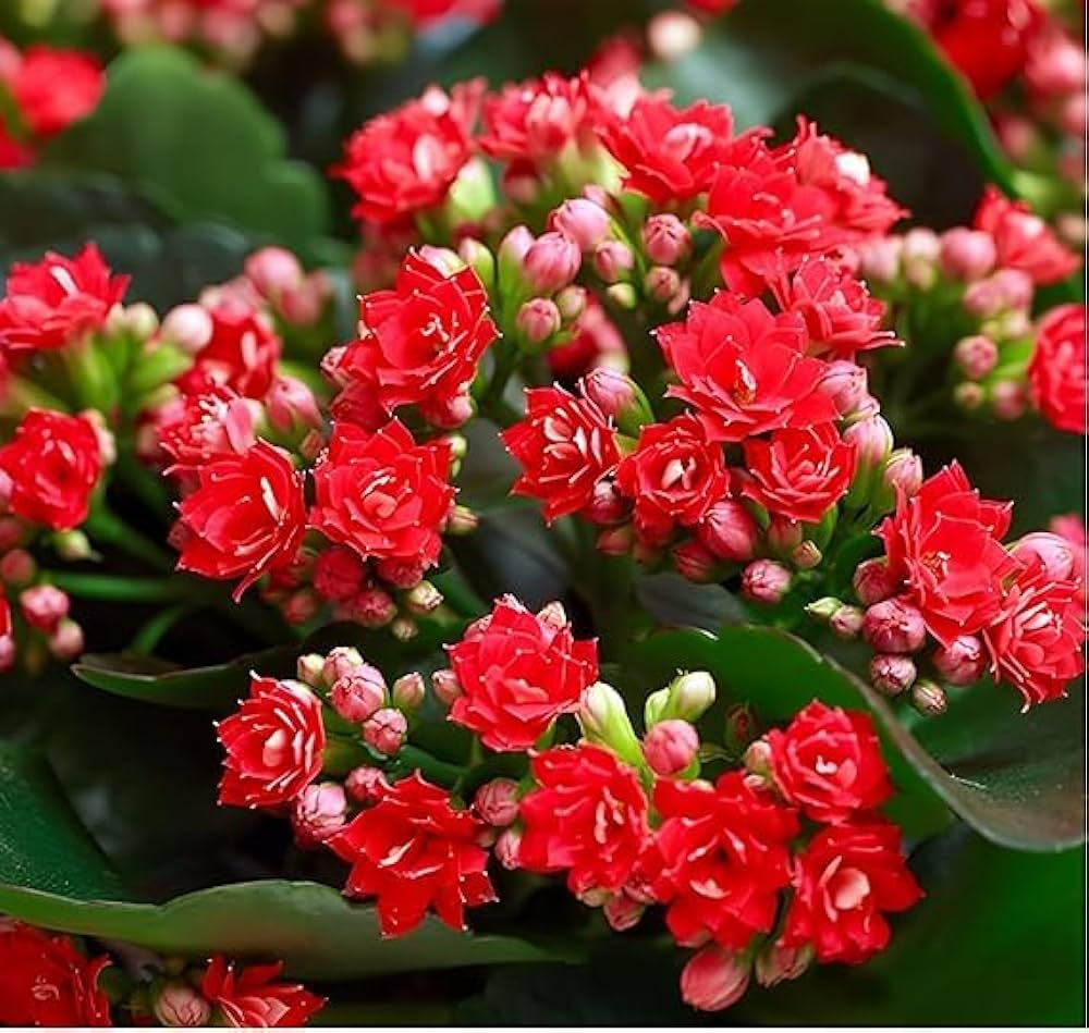 Red Longevity Flower Seeds (Kalanchoe) – Hardy Succulent with Brilliant Red Blossoms - Dharaseeds