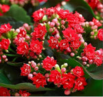 Red Longevity Flower Seeds (Kalanchoe) – Hardy Succulent with Brilliant Red Blossoms - Dharaseeds