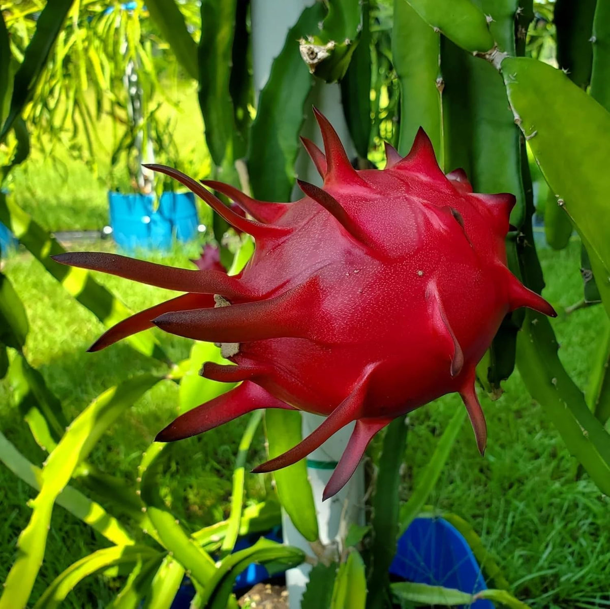 Red Meat dragon fruit seeds for tropical planting and home gardens