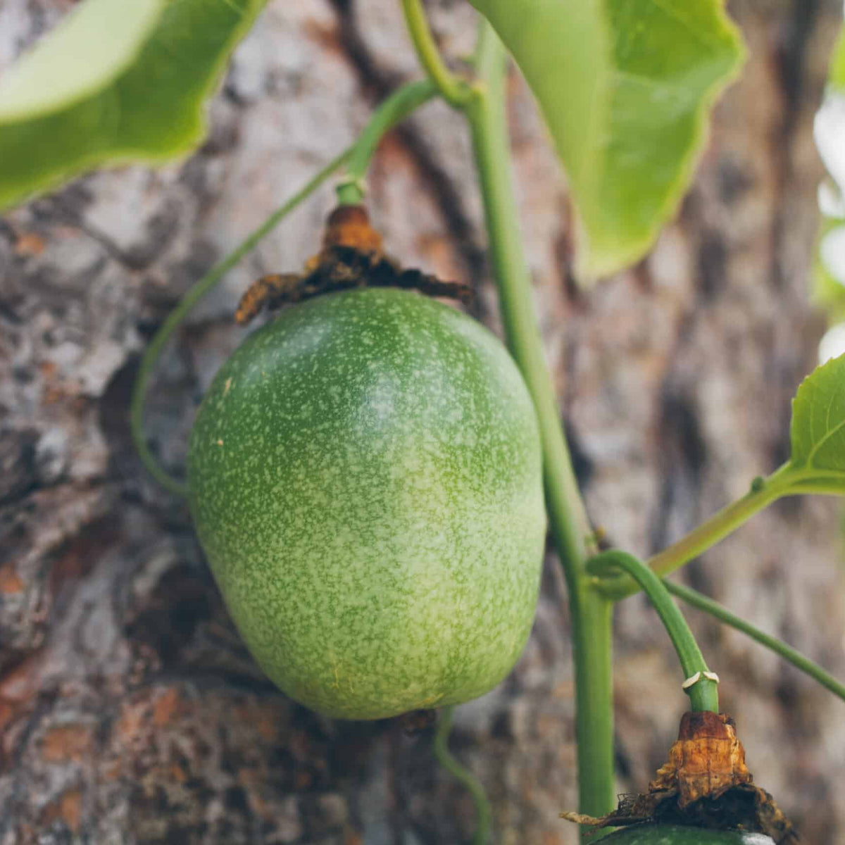 Closeup of red passion fruit seeds for planting