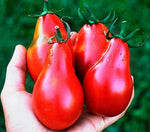 Red Pear Tomato Solanum lycopersicum vegetable seeds for planting in kitchen garden spaces - Dharaseeds