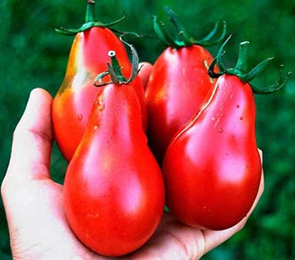 Red Pear Tomato Solanum lycopersicum vegetable seeds for planting in kitchen garden spaces - Dharaseeds