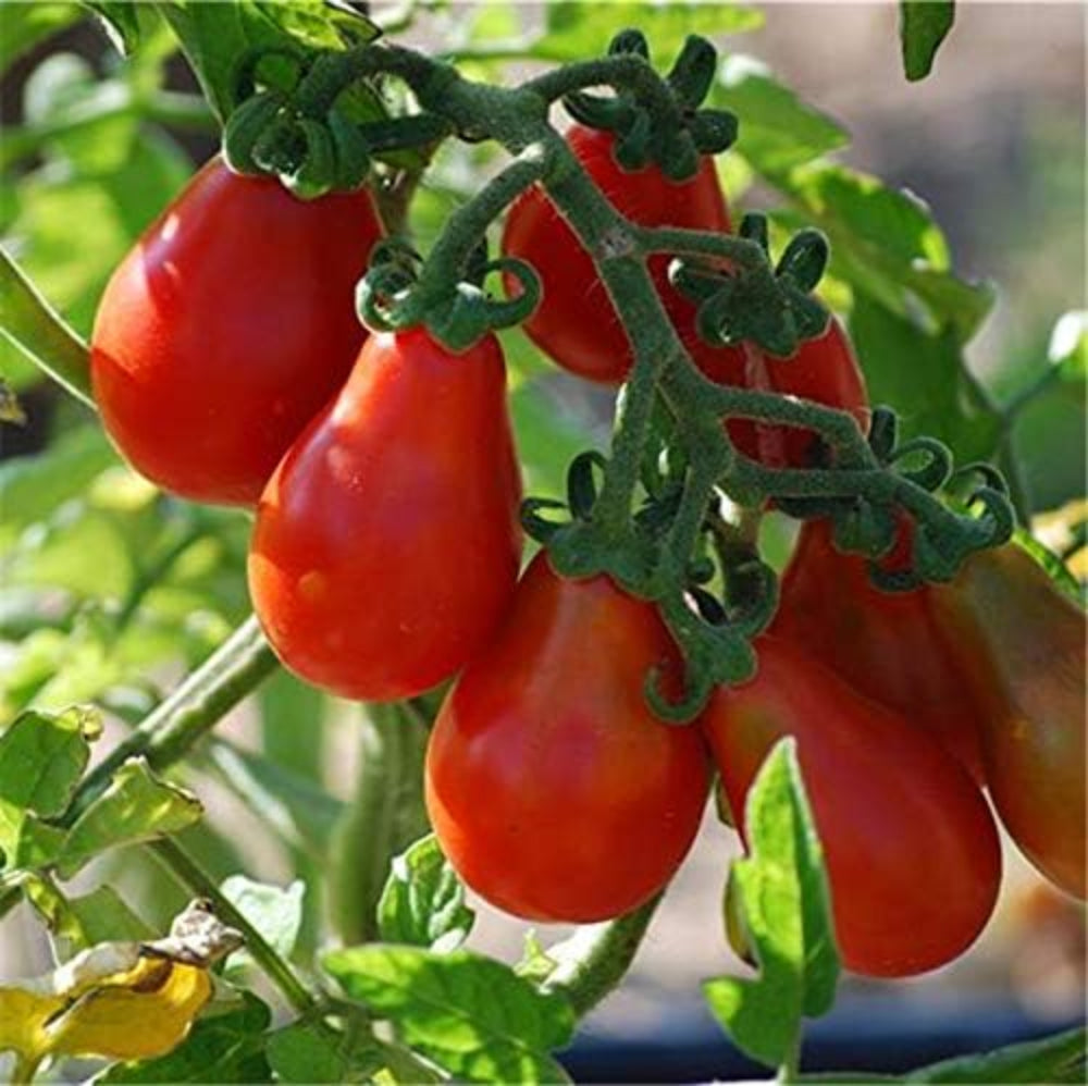 Red Pear Tomato Solanum lycopersicum vegetable seeds for planting in kitchen garden spaces - Dharaseeds