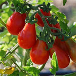 Red Pear Tomato Solanum lycopersicum vegetable seeds for planting in kitchen garden spaces - Dharaseeds