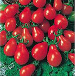 Red Pear Tomato Solanum lycopersicum vegetable seeds for planting in kitchen garden spaces - Dharaseeds