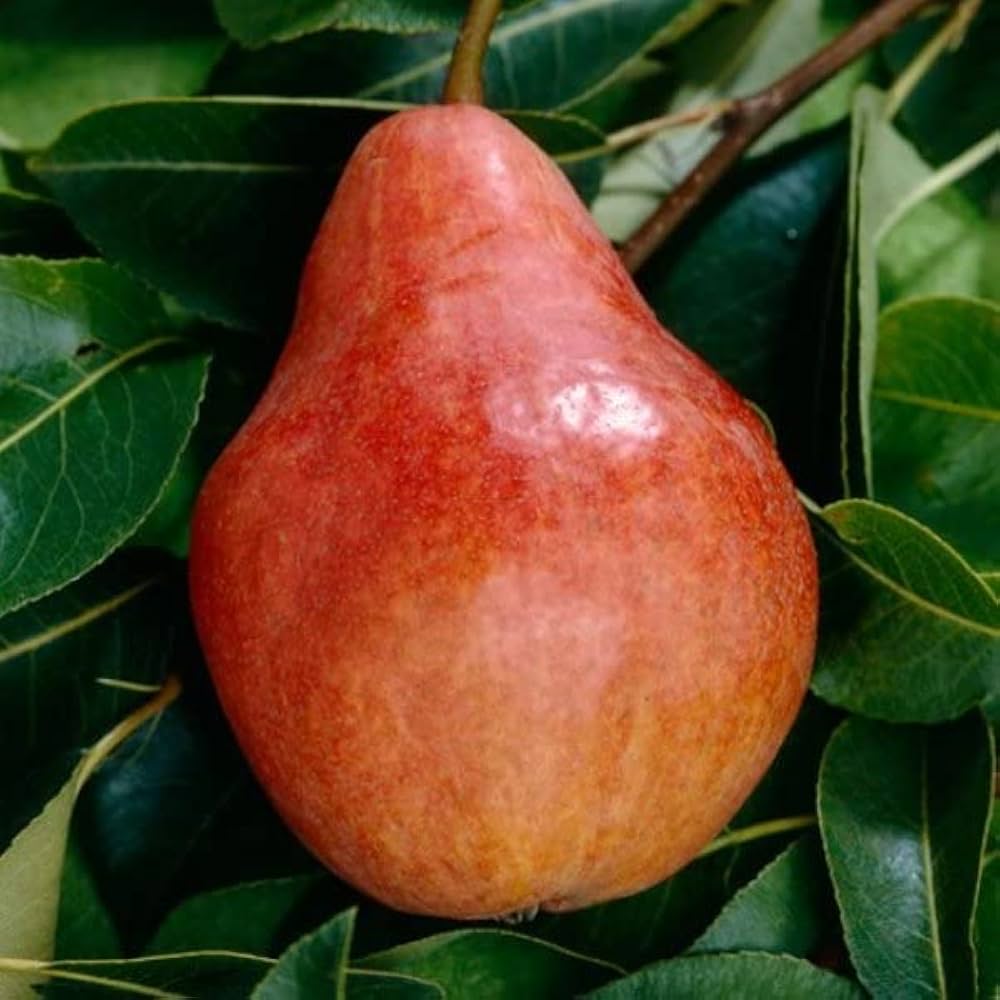 Red pear variety grown from Pyrus Communis seeds