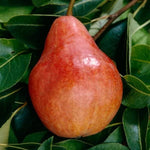 Red pear variety grown from Pyrus Communis seeds