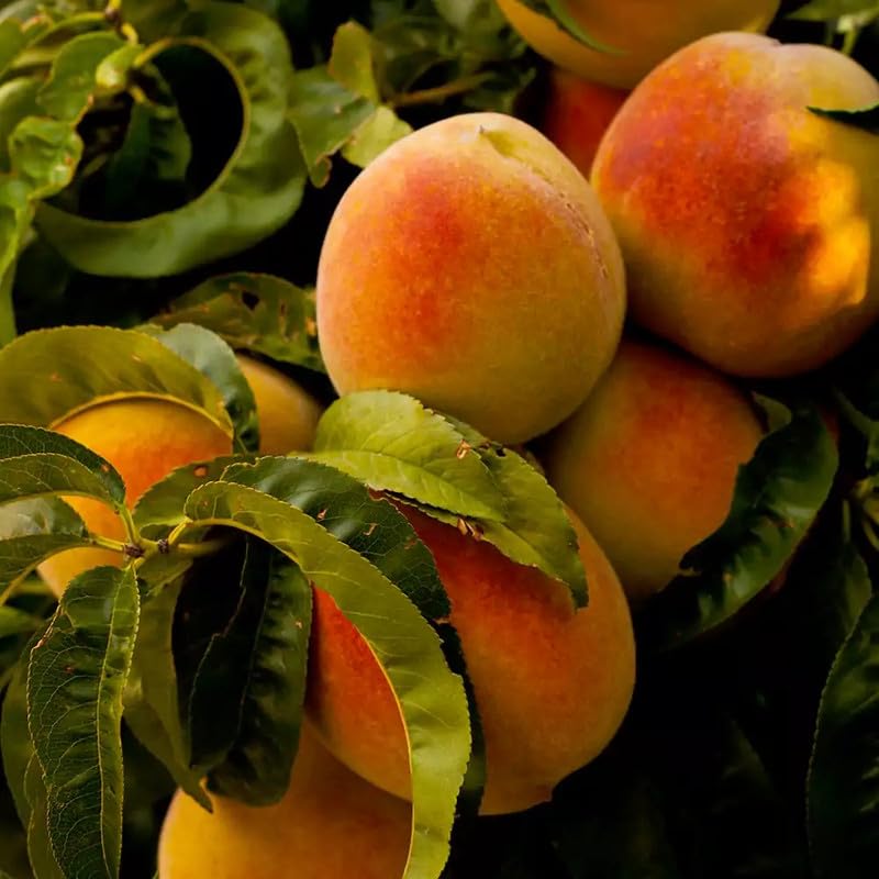Red Peento Saucer peach seeds for home gardening