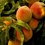 Red Peento Saucer peach seeds for home gardening