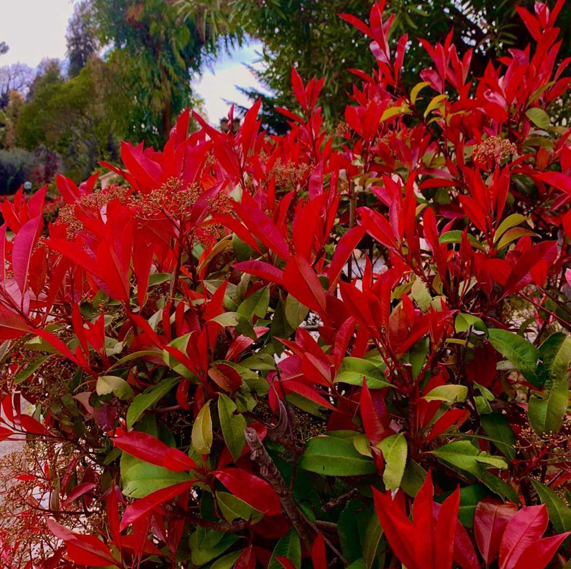 Red Photinia Plant Seeds for Planting, Fresh, 100 Pcs - Dharaseeds