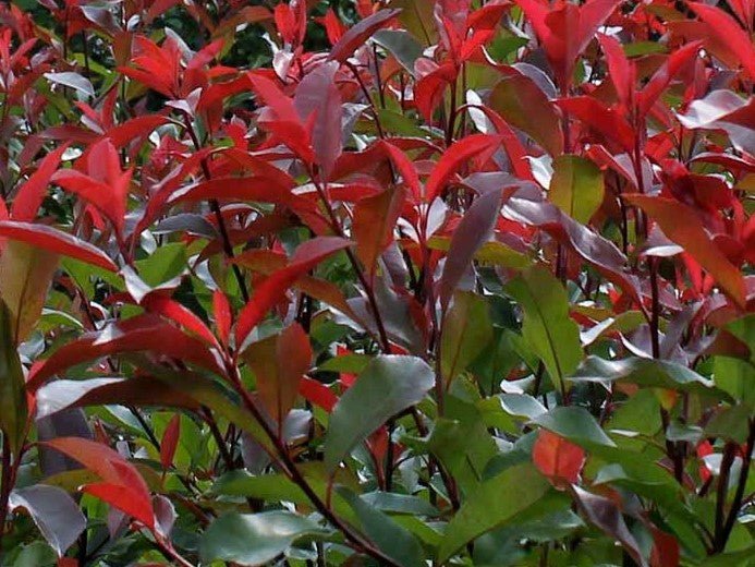 Red Photinia Plant Seeds for Planting, Fresh, 100 Pcs - Dharaseeds