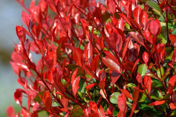 Red Photinia Plant Seeds for Planting, Fresh, 100 Pcs - Dharaseeds