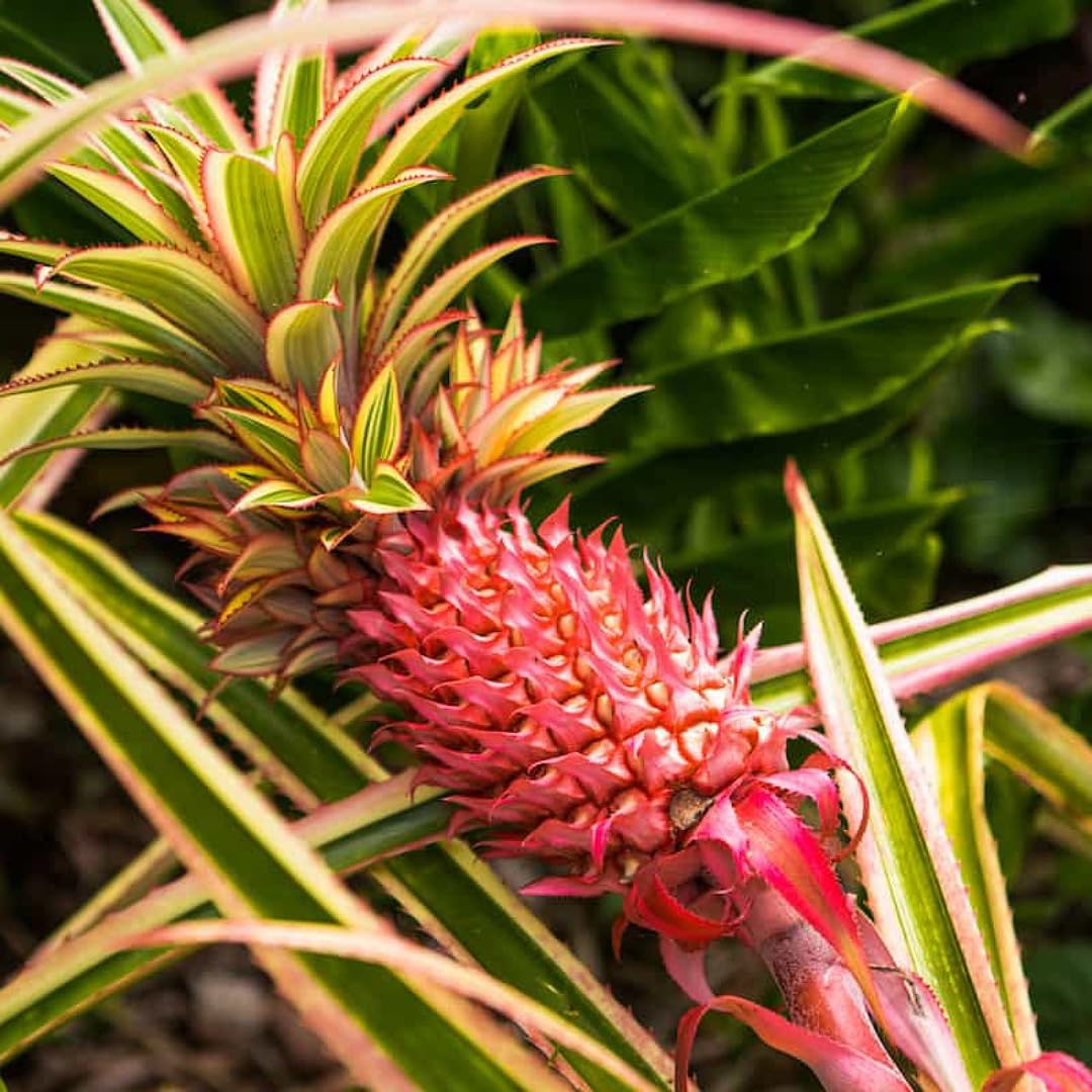 Red pineapple seeds heirloom GMO free variety for planting