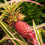 Red pineapple seeds heirloom GMO free variety for planting