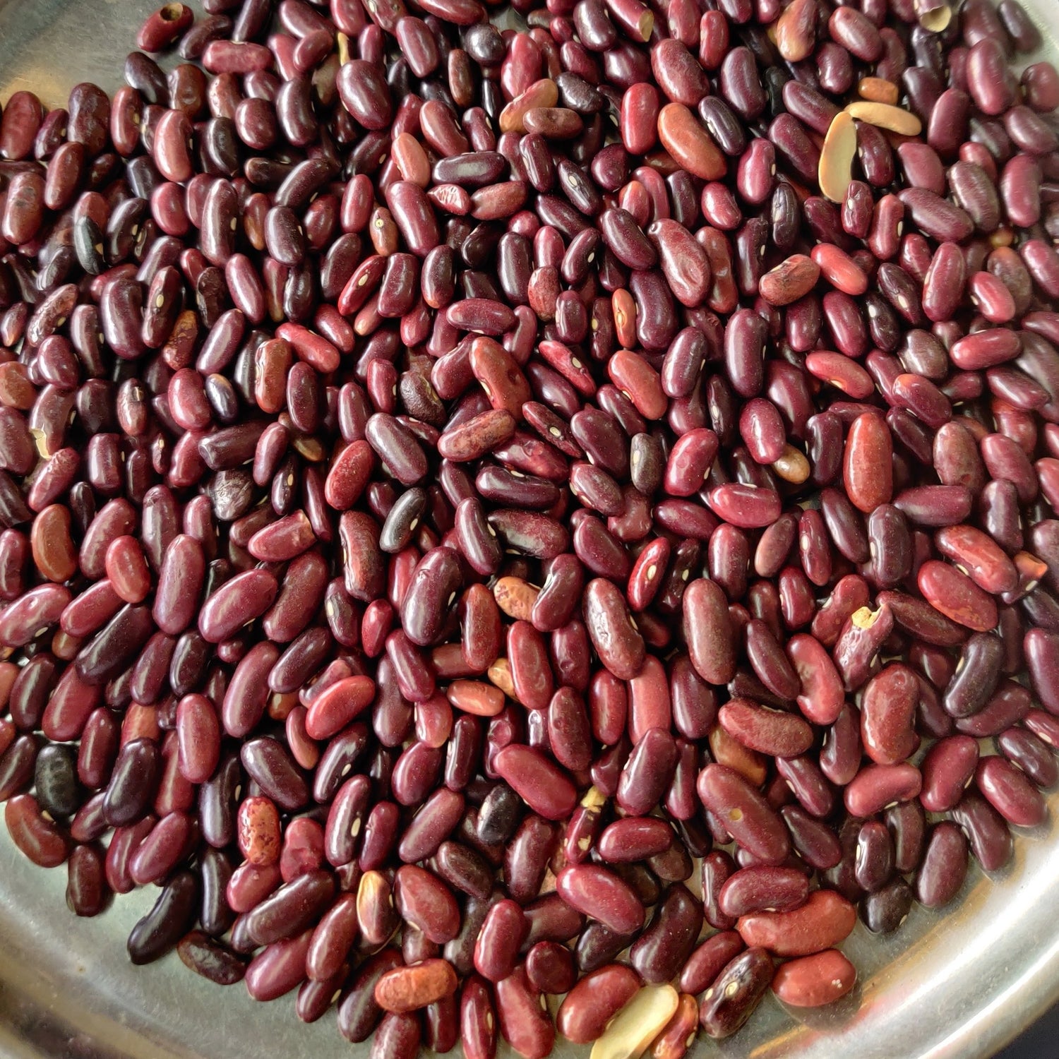 Red Prisma Seeds for Planting
