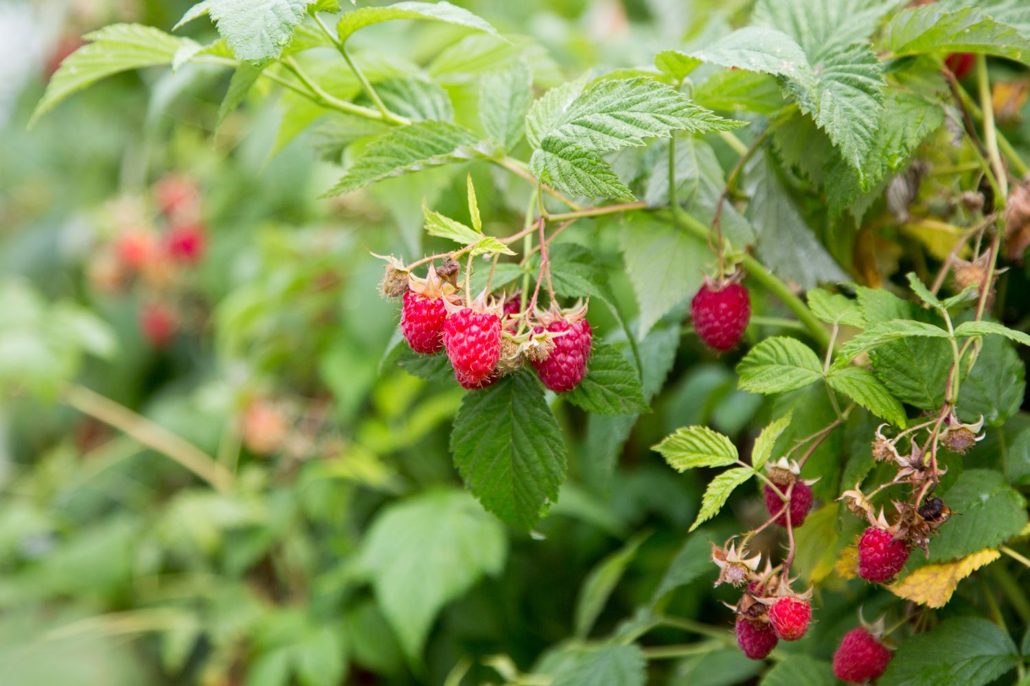 Encore Raspberry Plants