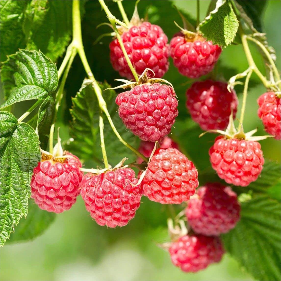 Red Raspberry seeds cold-hardy variety for planting in home gardens